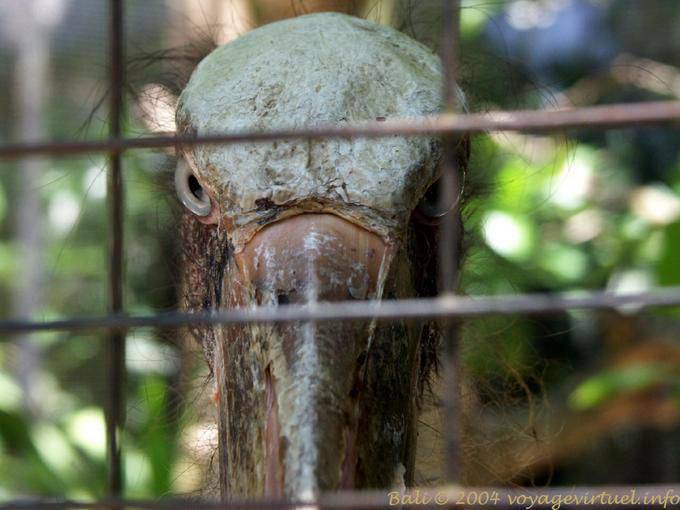Bird eyes Bird Park, Taman Burung - Bali