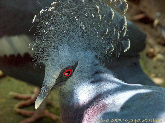 Western Crowned Pigeon, Taman Burung - Bali