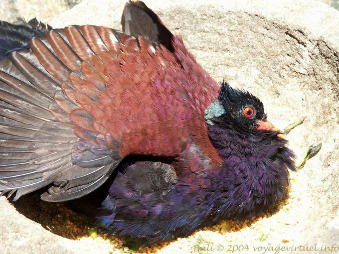Colorful bird of the Bali Bird Park, Taman Burung - Bali