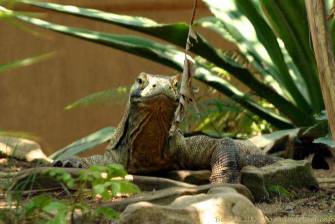 Komodo dragon, Taman Burung - Bali