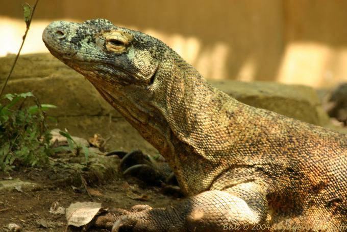 Varanus komodoensis, Taman Burung - Bali