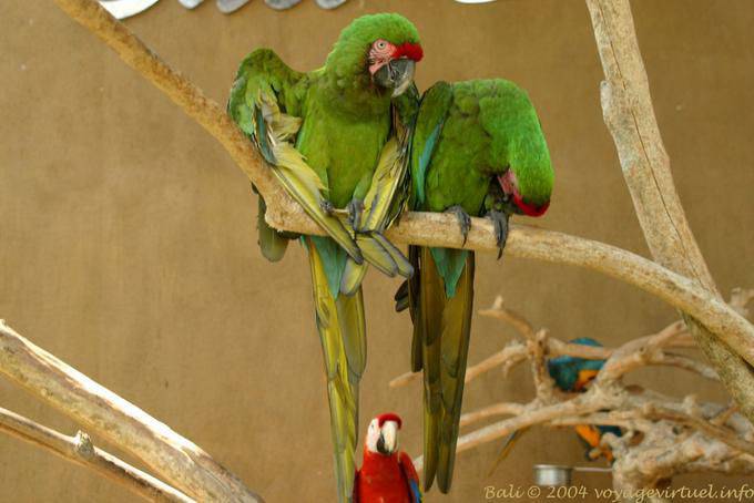 Parrots Taman Burung - Bali