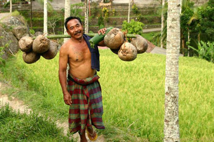 Man with coconut Tegallalang - Bali