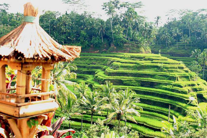 Rice terraces, Tegallalang - Bali