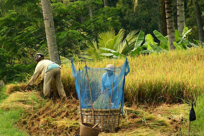 Working in paddy field, Tegallalang - Bali