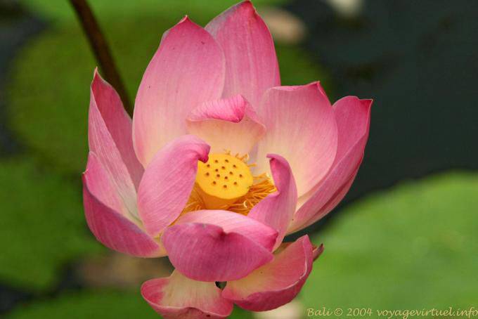 Ubud lotus flower - Bali