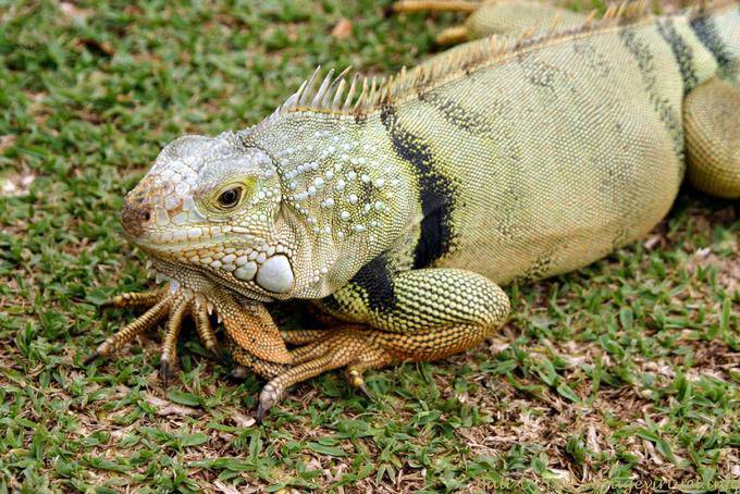 Iguane vert Ulundanu Bali 