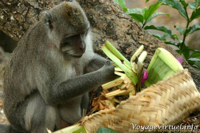 Monkey in Uluwatu offerings - Bali