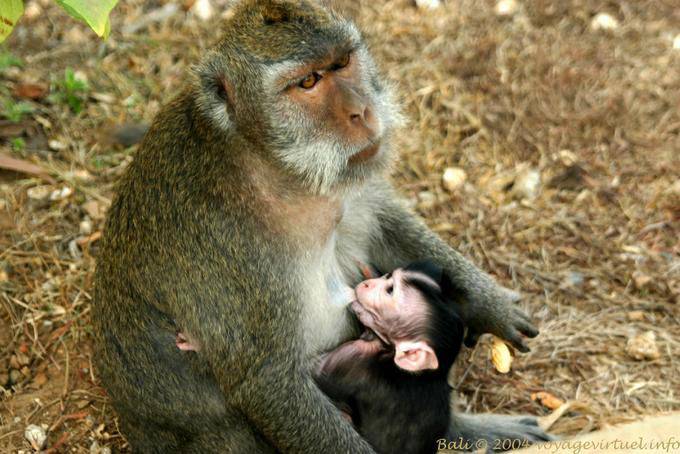 Mom and baby monkey, Uluwatu - Bali