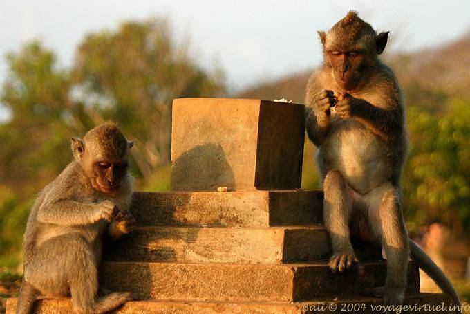 Punks monkeys in full tasting, Uluwatu - Bali