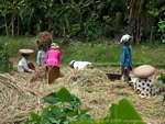 Work in the fields, Bali, Bali.