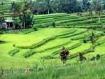 Rice pale green Gunungsari, Bali.