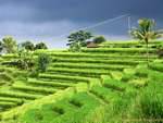 Rice stairs Gunungsari, Bali.