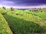 Balinese landscape of rice paddies, Gunungsari, Bali.