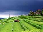 Green paddy fields under a black sky, Gunungsari, Bali.