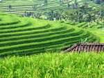 Terraces turn, Gunungsari, Bali.