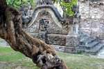 Gnarled tree in front stairs of the sanctuary Pura Beji, Bali.
