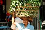 Cart port on head, Gianyar, Bali.