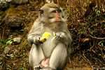 Monkey with banana, Git Git, Bali.
