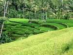 Green paddy Gunung Kawi, Bali.