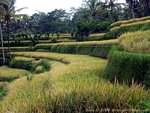 Paddy Floors Gunung Kawi, Bali.