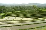 Panorama on the curves of rice fields, Pekutatan, Bali.