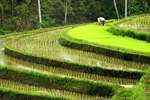 Rice transplanting, Pekutatan, Bali.