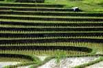 Floors in a rice field, Pekutatan, Bali.
