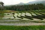 Waves of rice fields, Pekutatan, Bali.