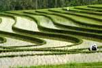 Undulations of rice fields, Pekutatan, Bali.