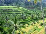 Terracing rice fields, Gunung Kawi, Bali.