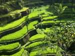 Tender green of the rice growing Pura Gunung Kawi-, Bali.