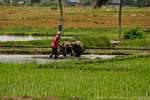 Oxen and plow rice fields, Bali, Bali.