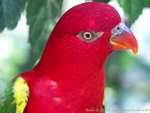Eclectus Parrot, Bird Park, Taman Burung, Bali.