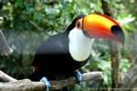 Toucan, Bali bird park, Taman Burung, Bali.