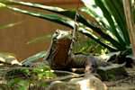 Komodo dragon, Taman Burung, Bali.