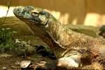 Varanus komodoensis, Taman Burung, Bali.