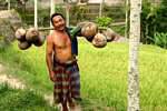 Man with coconut Tegallalang, Bali.