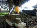 Small altar under giant tree, Pura Bratan Ulundanu, Bali.
