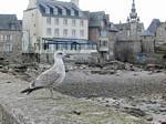 Young seagull on the pier wall, Roscoff, Brittany, France.