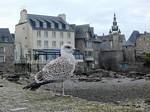 The Notre Dame de Batz and Croaz gull, Roscoff, Brittany, France.