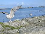 The young gull wings open, Roscoff, Brittany, France.