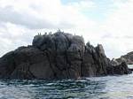 Rock cormorants, Brittany, France.