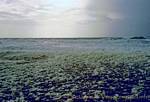 Scum field, Quiberon, Brittany, France.