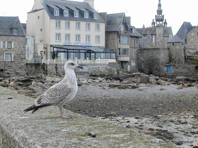 Young seagull on the pier wall, Roscoff, Brittany - France