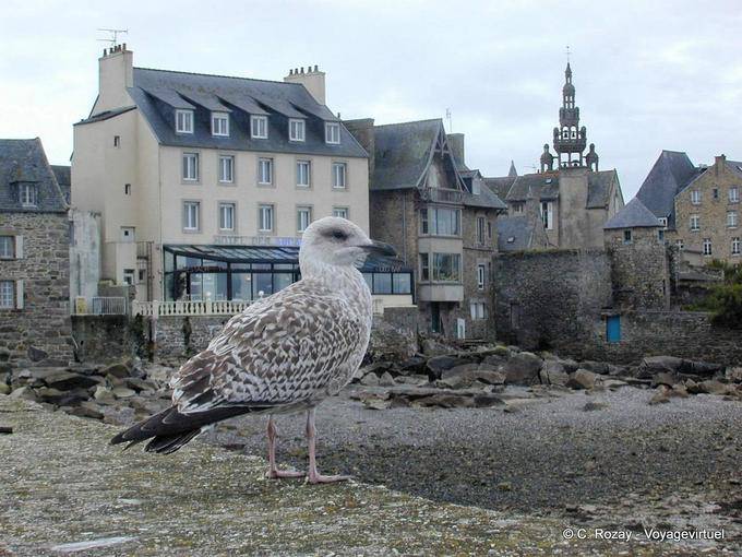 The Notre Dame de Batz and Croaz gull, Roscoff, Brittany - France