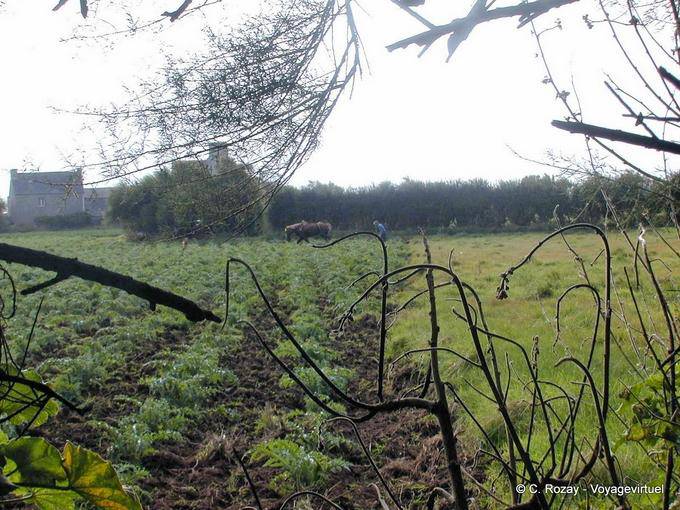 Horse plowing, Brittany - France
