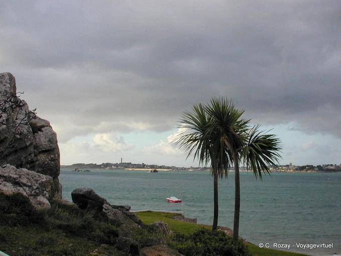Mediterranean vegetation, Bénodet, Brittany - France