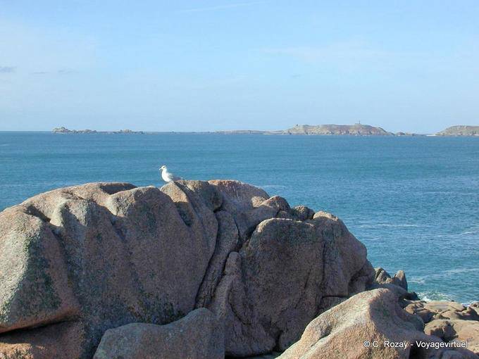 Gull Island Tomé and off, Perros Guirec, Brittany - France
