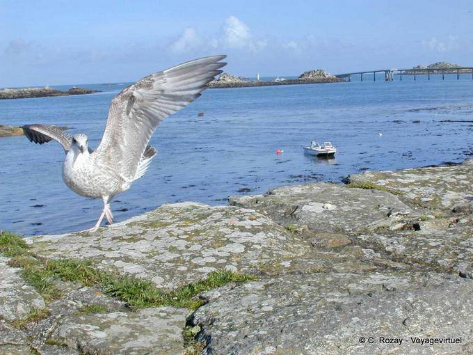 The young gull wings open, Roscoff, Brittany - France